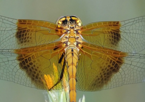 Female
2011_07_08_CO
